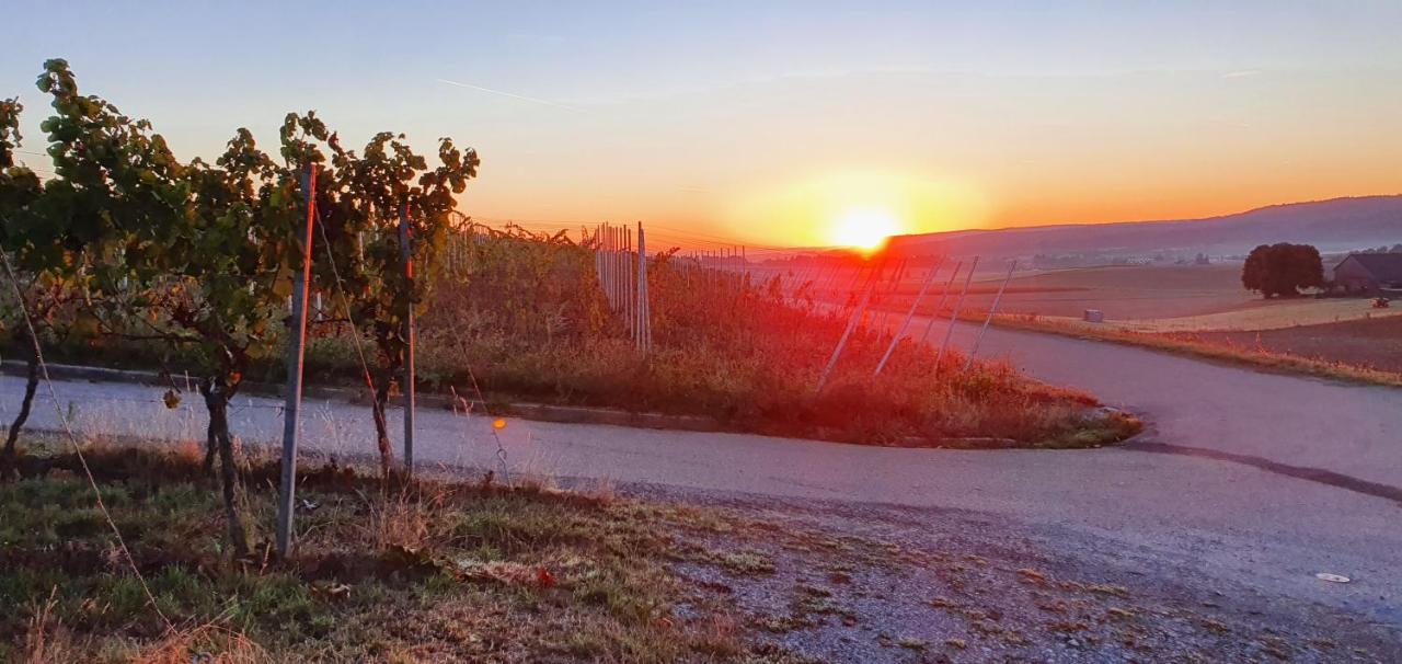 Weingut Will Und Wuerz Lemberger Daire Schwaigern Dış mekan fotoğraf